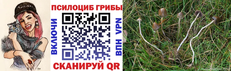 Галлюциногенные грибы мицелий где купить Новый Уренгой